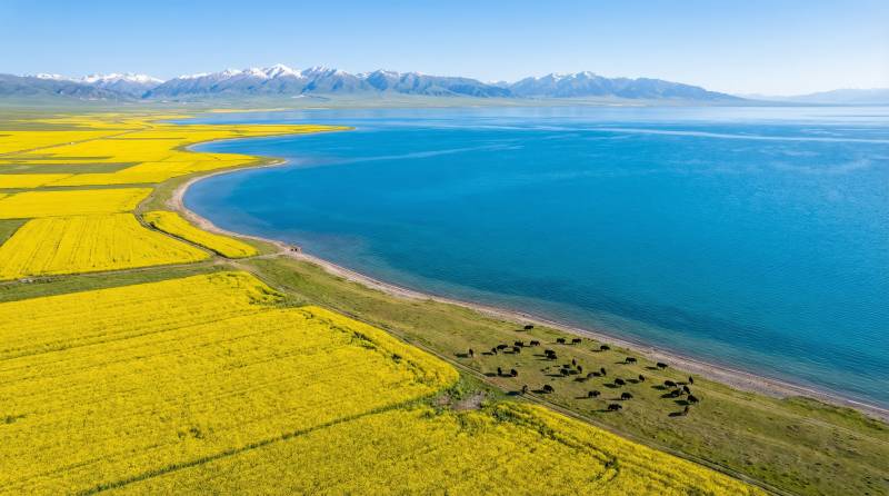 湖畔花海牧群图片