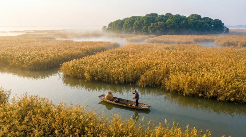 晨雾芦苇荡行舟图片
