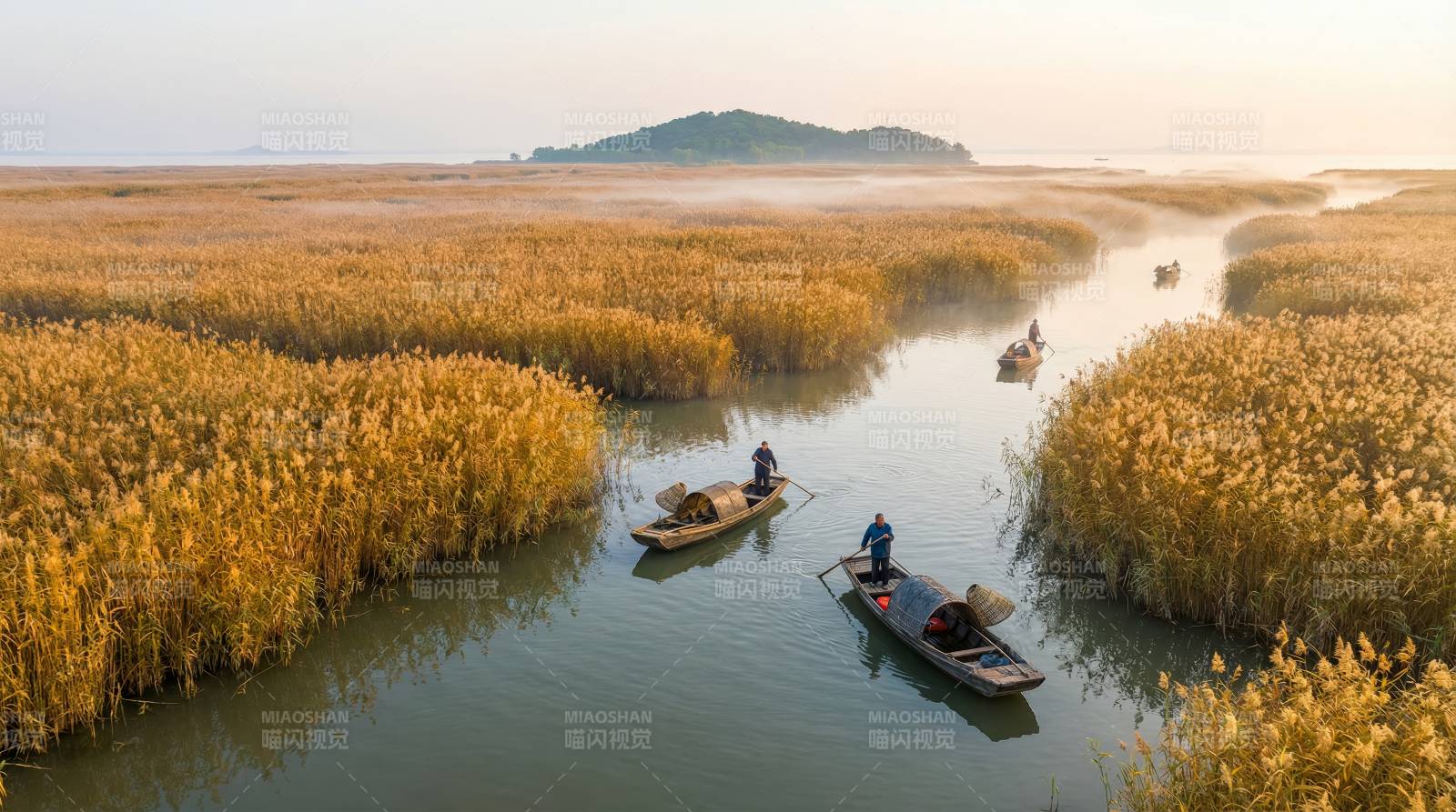 芦苇荡中泛舟行图片