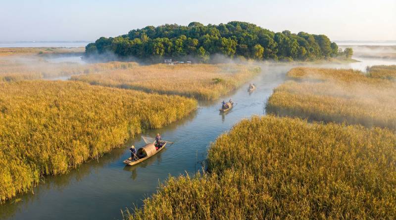 晨雾芦苇荡行舟图片