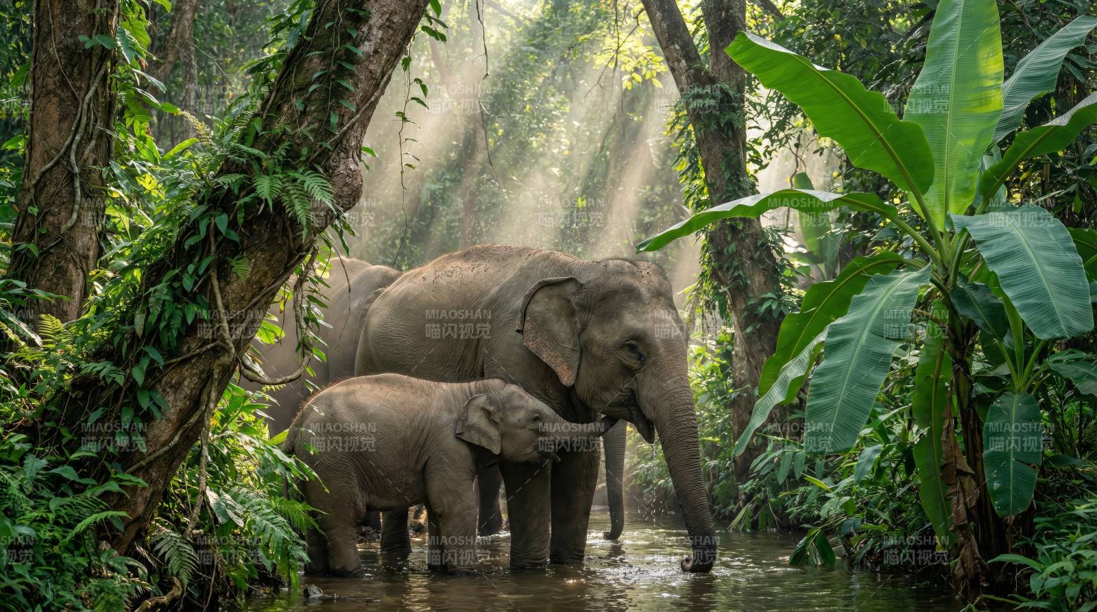 丛林象群沐浴晨光图片