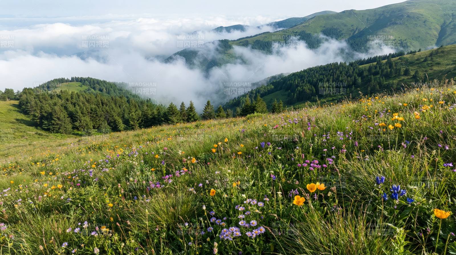 高山花海云雾缭绕图片