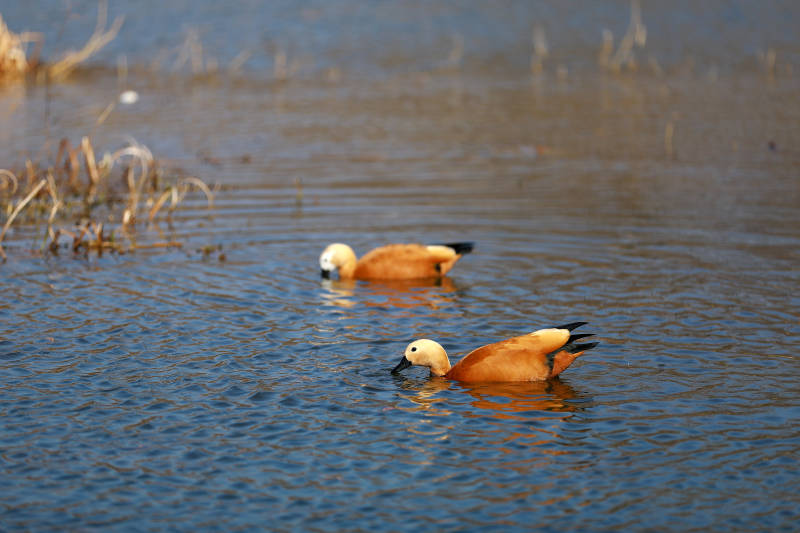 南京博爱园越冬的赤麻鸭图片