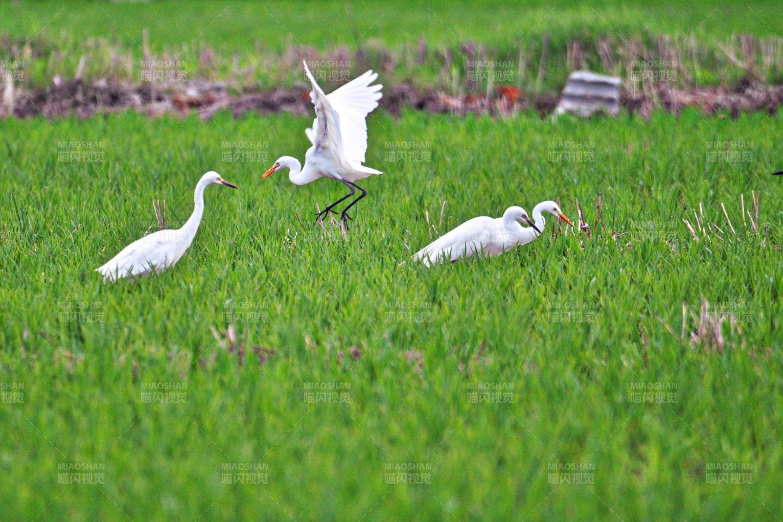 白鹭觅食绿野间图片