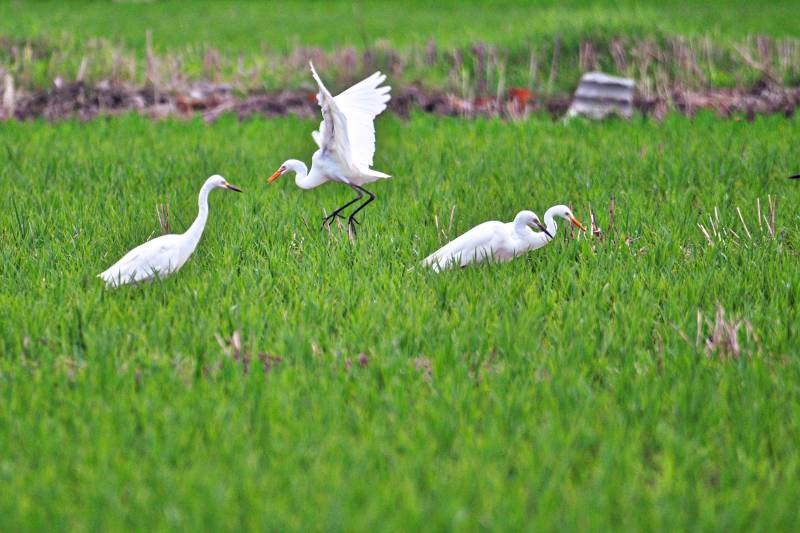 白鹭觅食绿野间图片