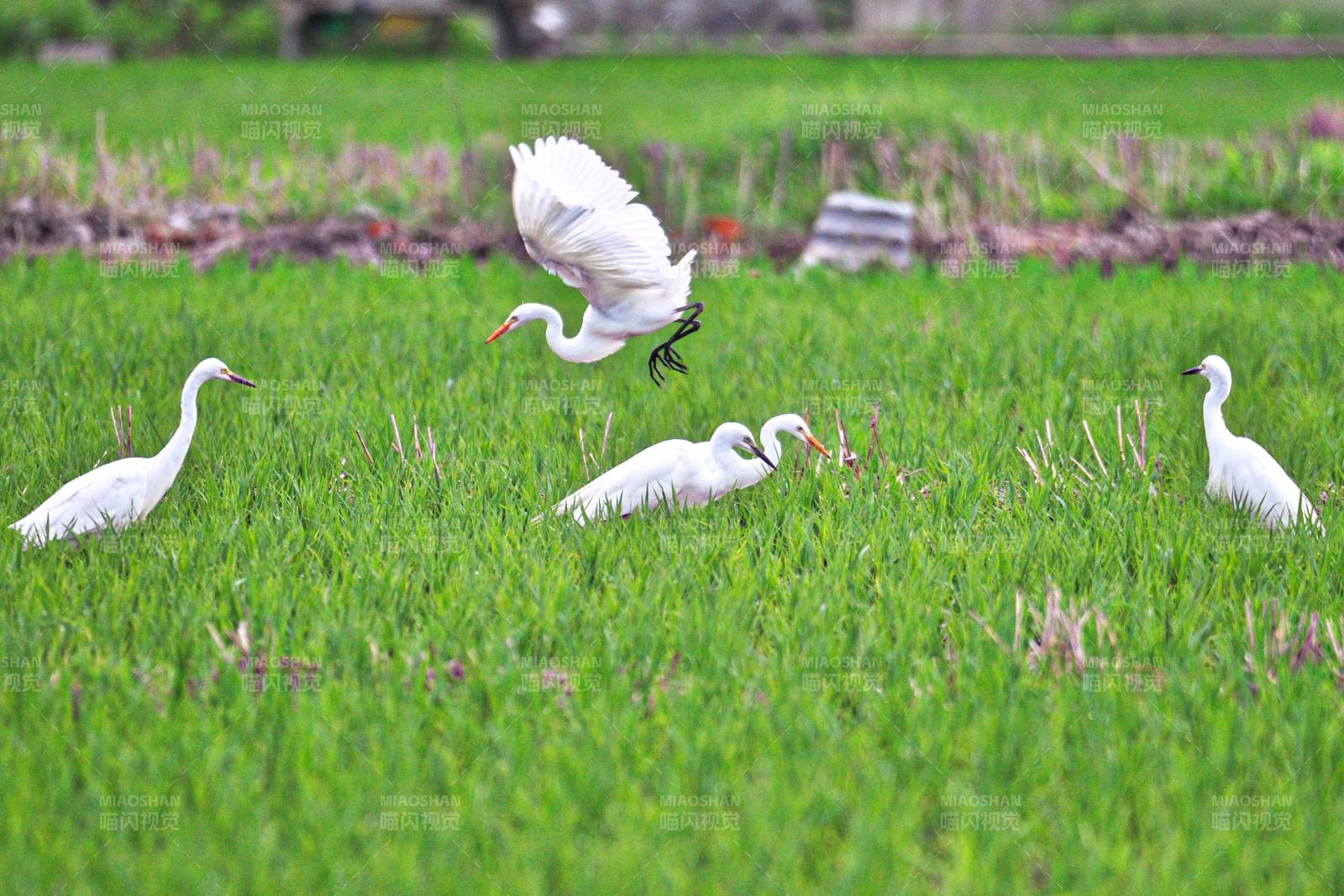 白鹭栖息绿野图片