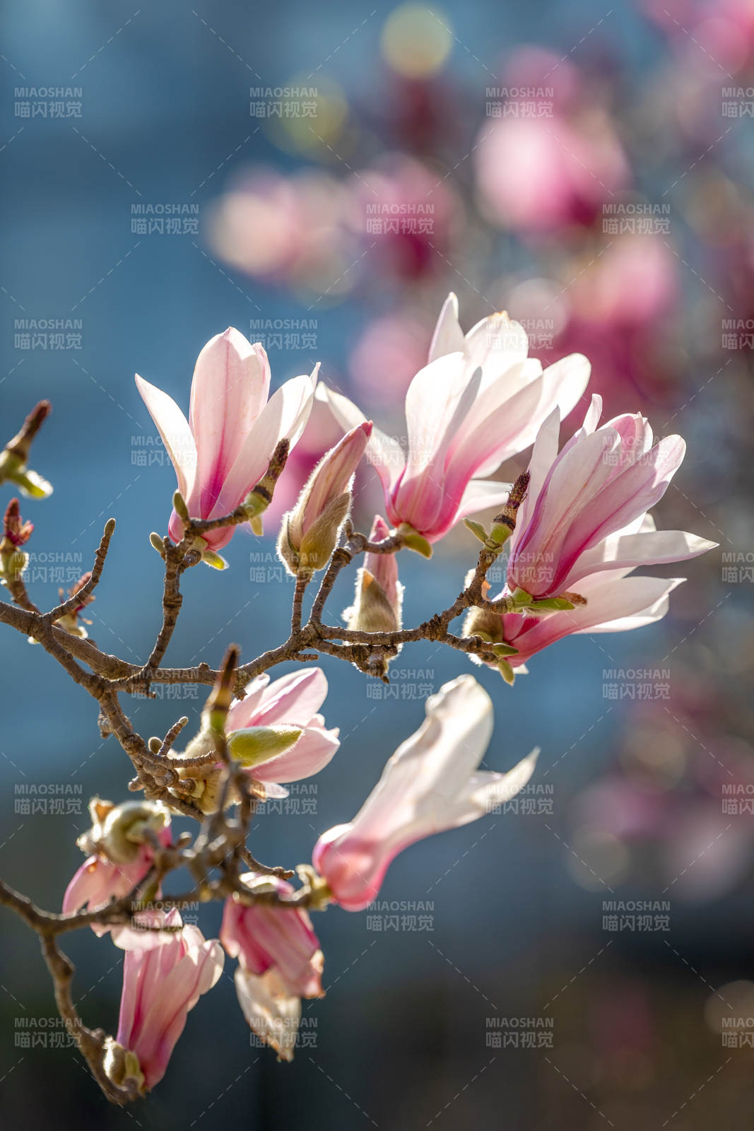 玉兰绽放春意浓图片