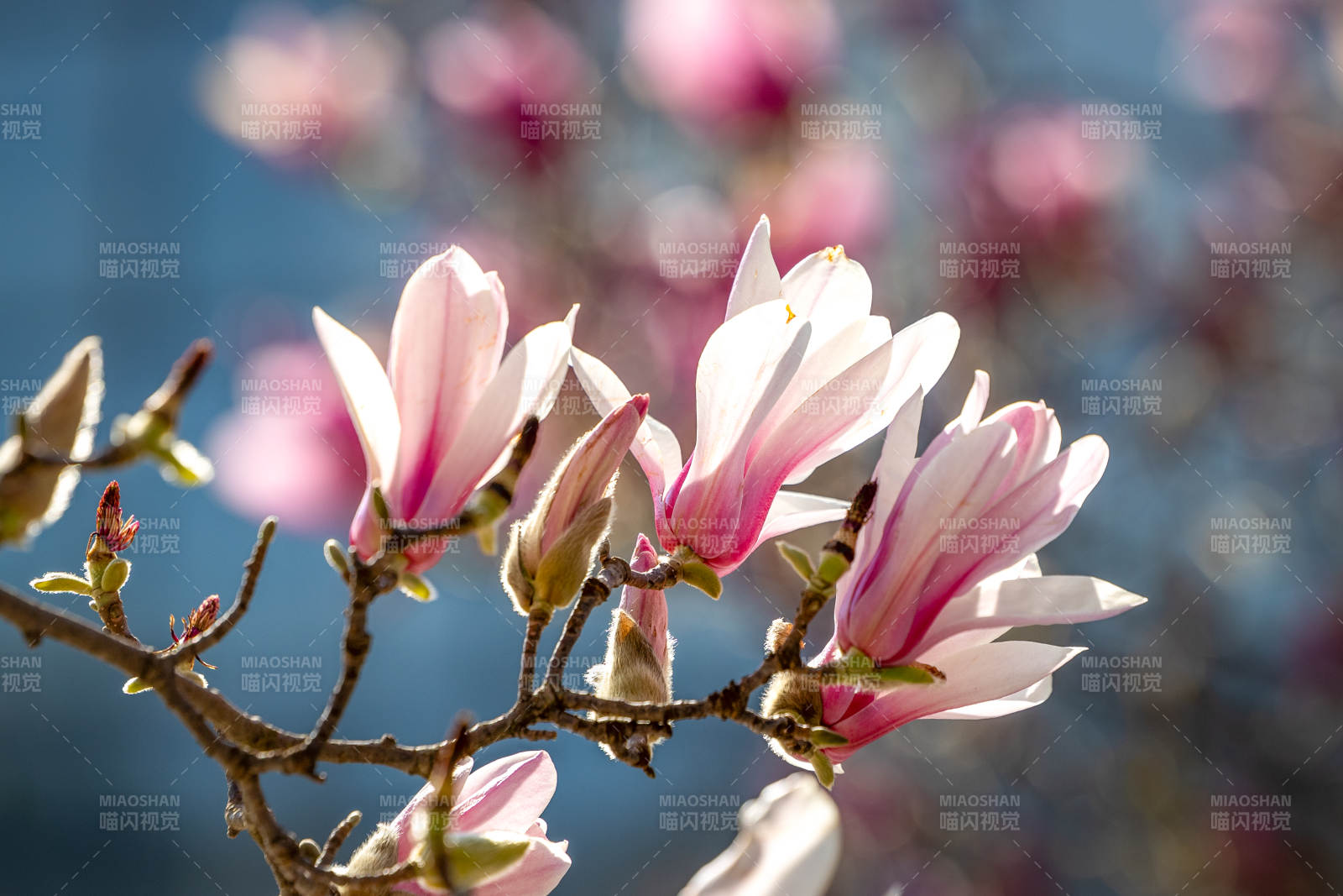 玉兰花绽放图片