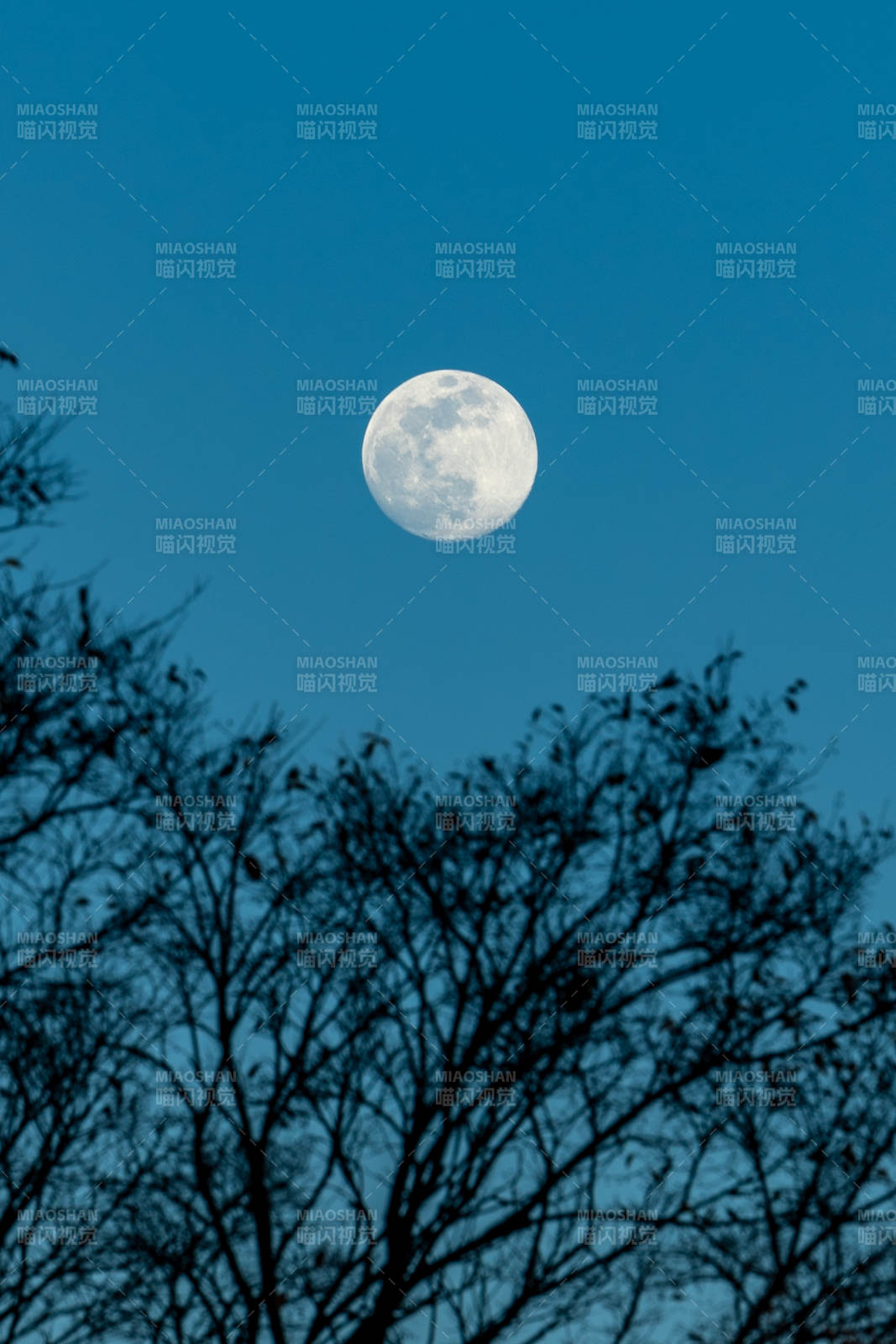 月挂枝头夜色清图片