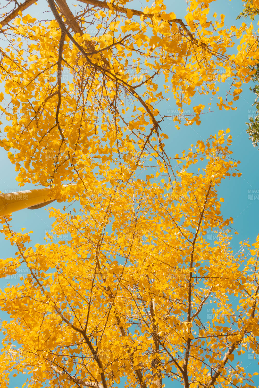 金叶映蓝天图片