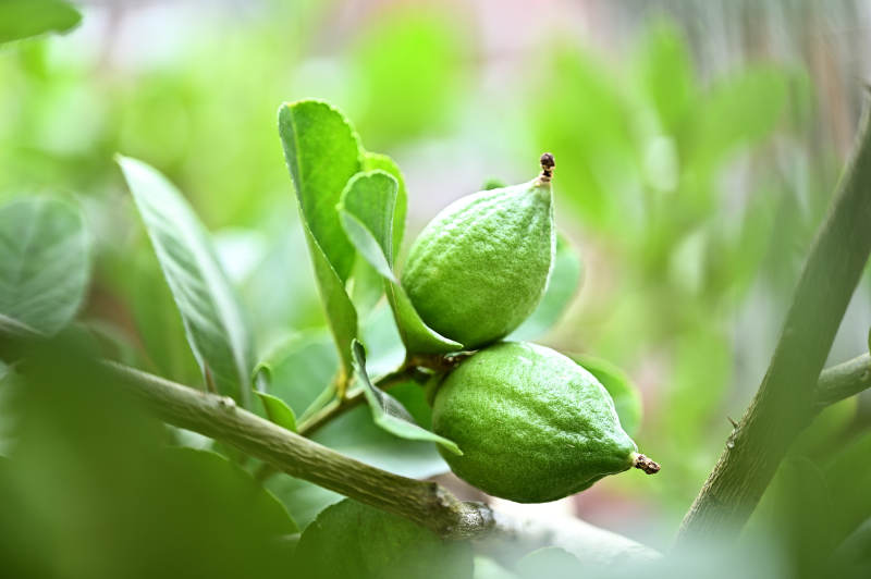芳香气味果肉汁多的青柠檬果实特写图片