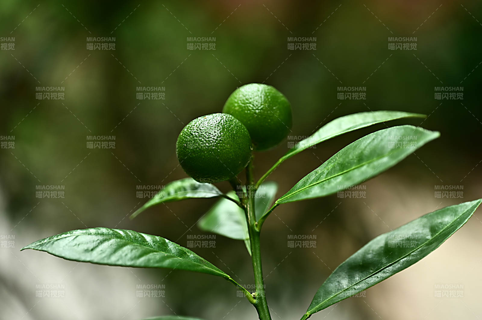 既有观赏价值又有营养价值的金桔特写图片