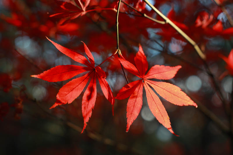 红枫叶飘落秋意图片