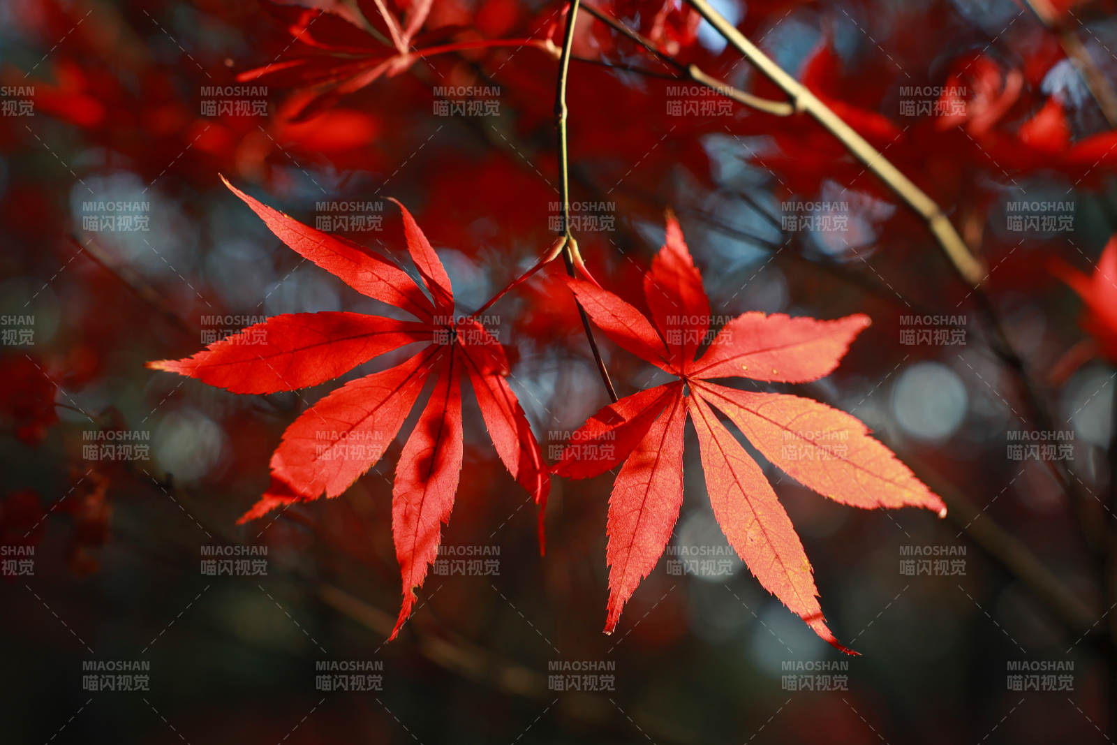 红枫叶飘落秋意图片