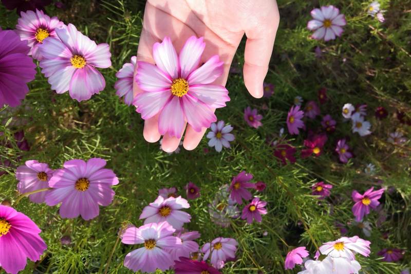 手捧格桑花图片