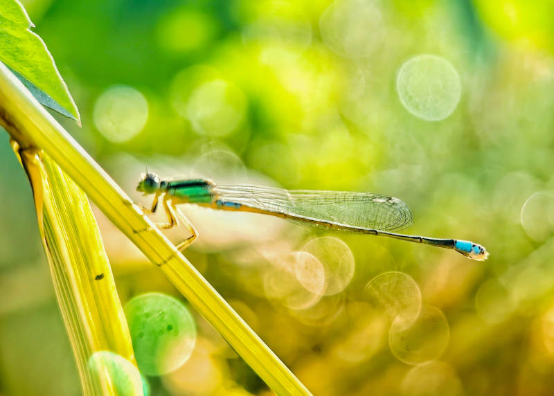 蜻蜓栖息绿叶上图片