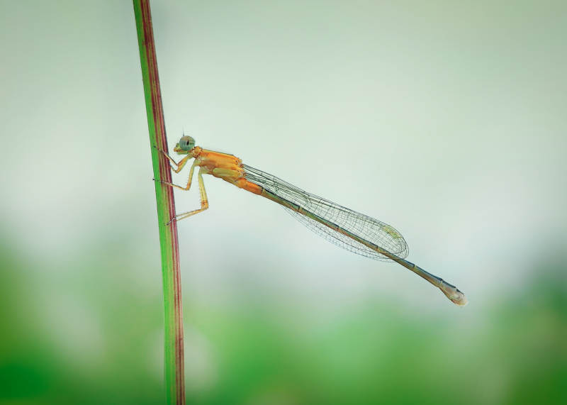 蜻蜓栖息草尖图片