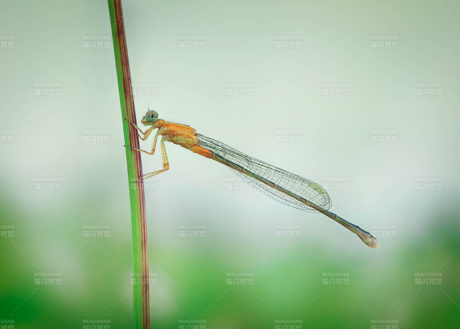 蜻蜓栖息草尖图片