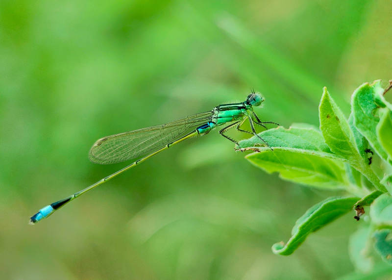 蓝尾蜻蜓栖叶上图片