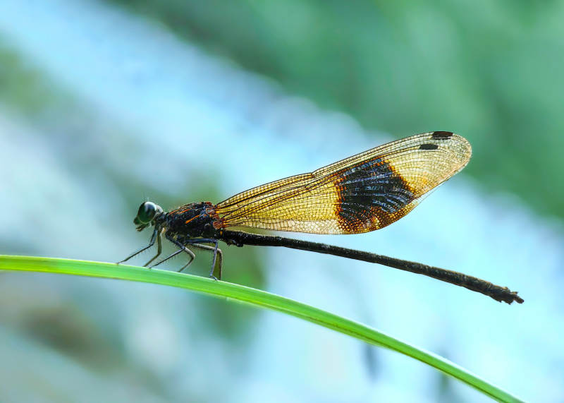 蜻蜓栖息绿叶上图片