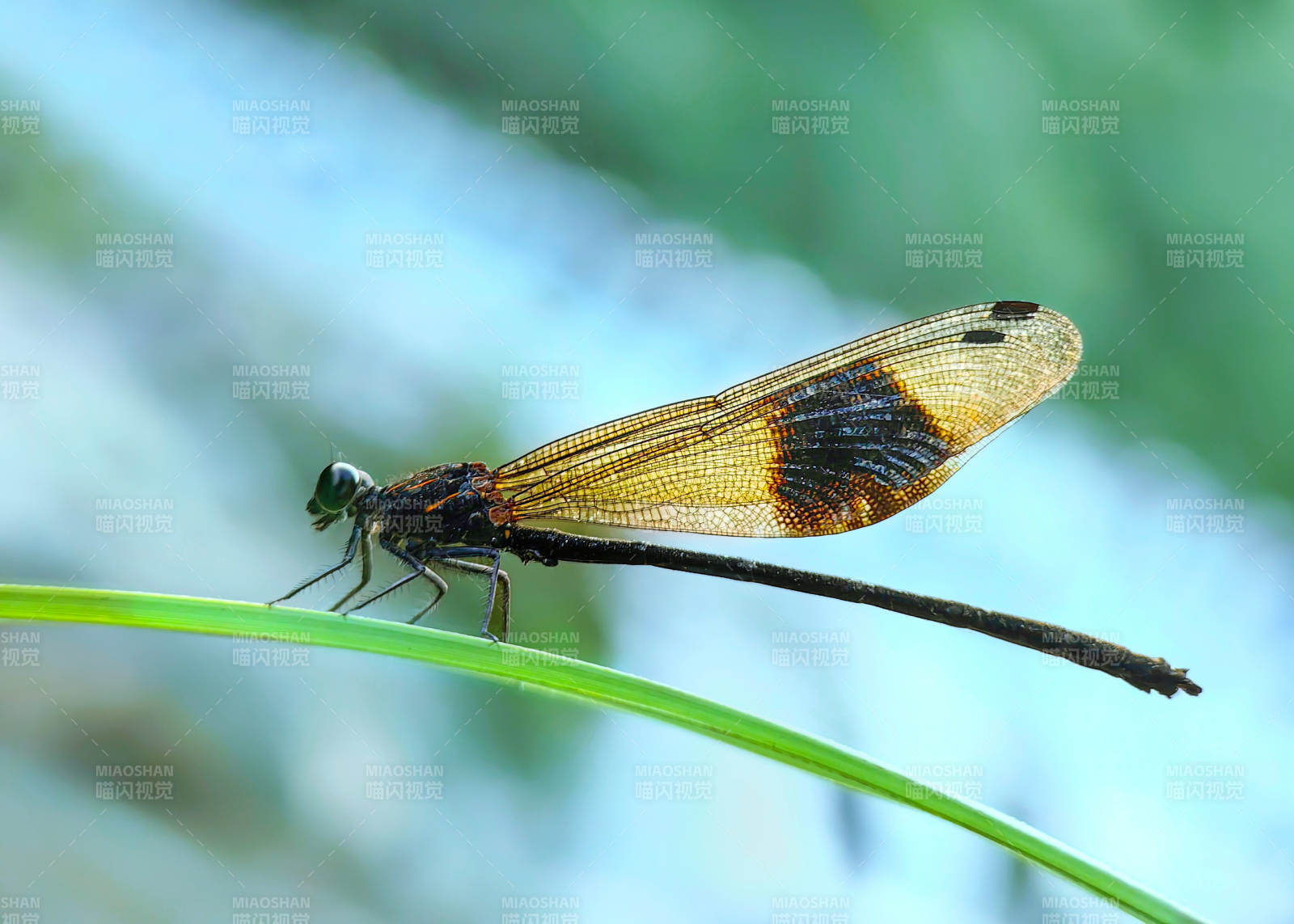 蜻蜓栖息绿叶上图片