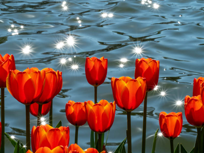 水边红郁金香图片