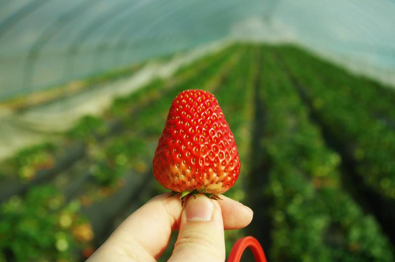 手握鲜红草莓图片