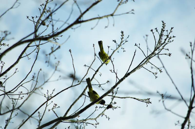 枝头双鸟栖息图片