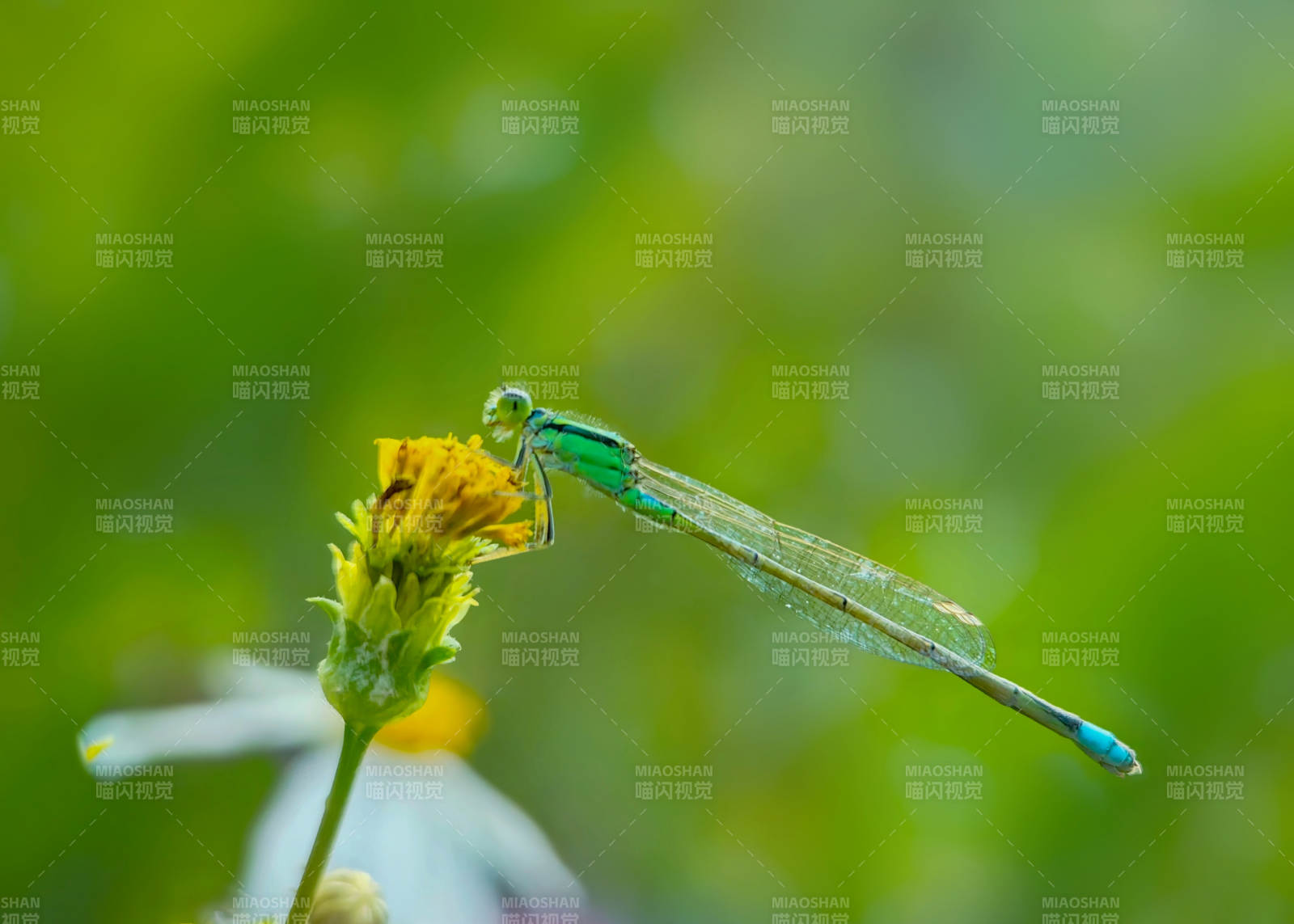 蜻蜓栖花图片