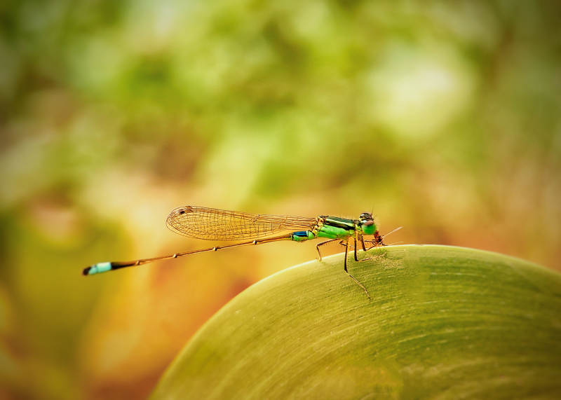 蜻蜓栖叶图片