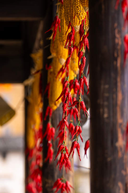 红椒玉米挂檐下图片