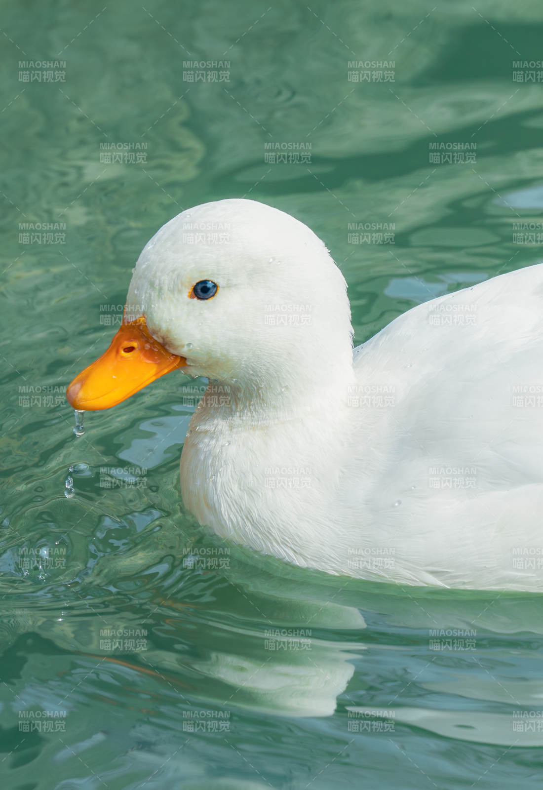 白鸭戏水图片
