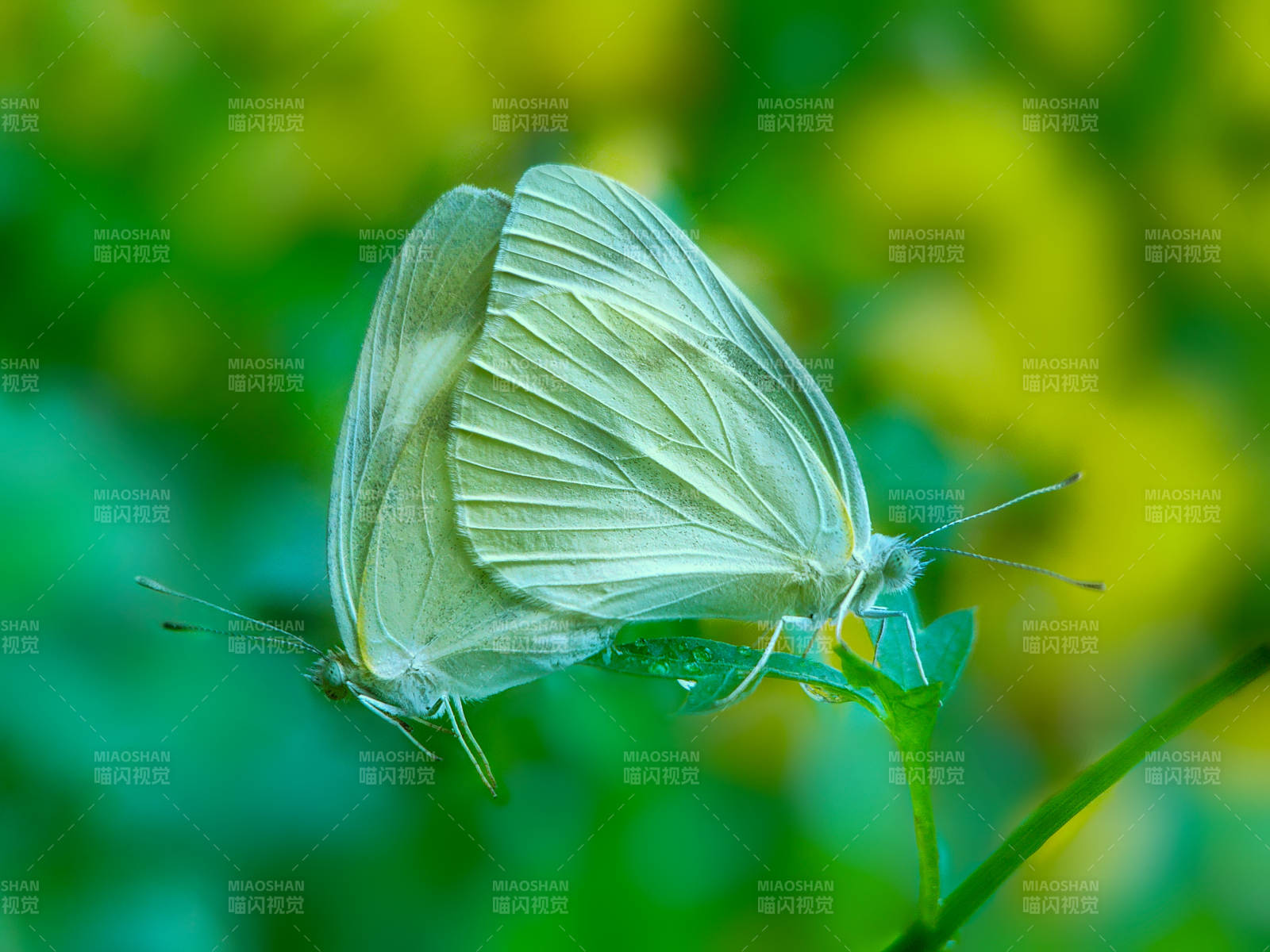 白蝶栖息绿叶间图片