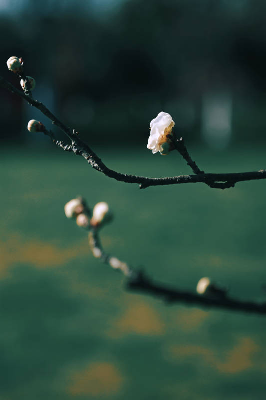 枝头独绽梅花香图片