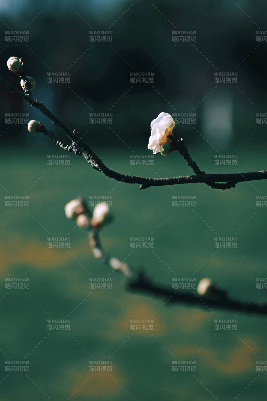 枝头独绽梅花香图片