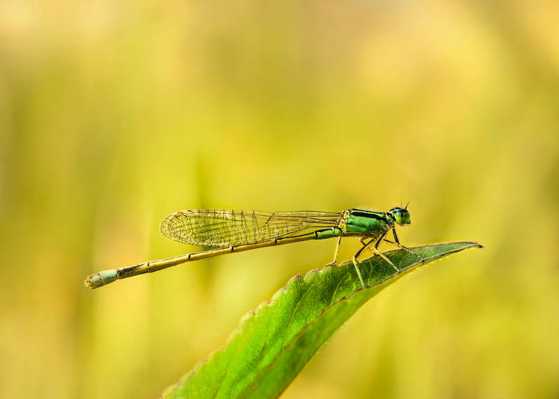绿蜻蜓栖叶尖图片