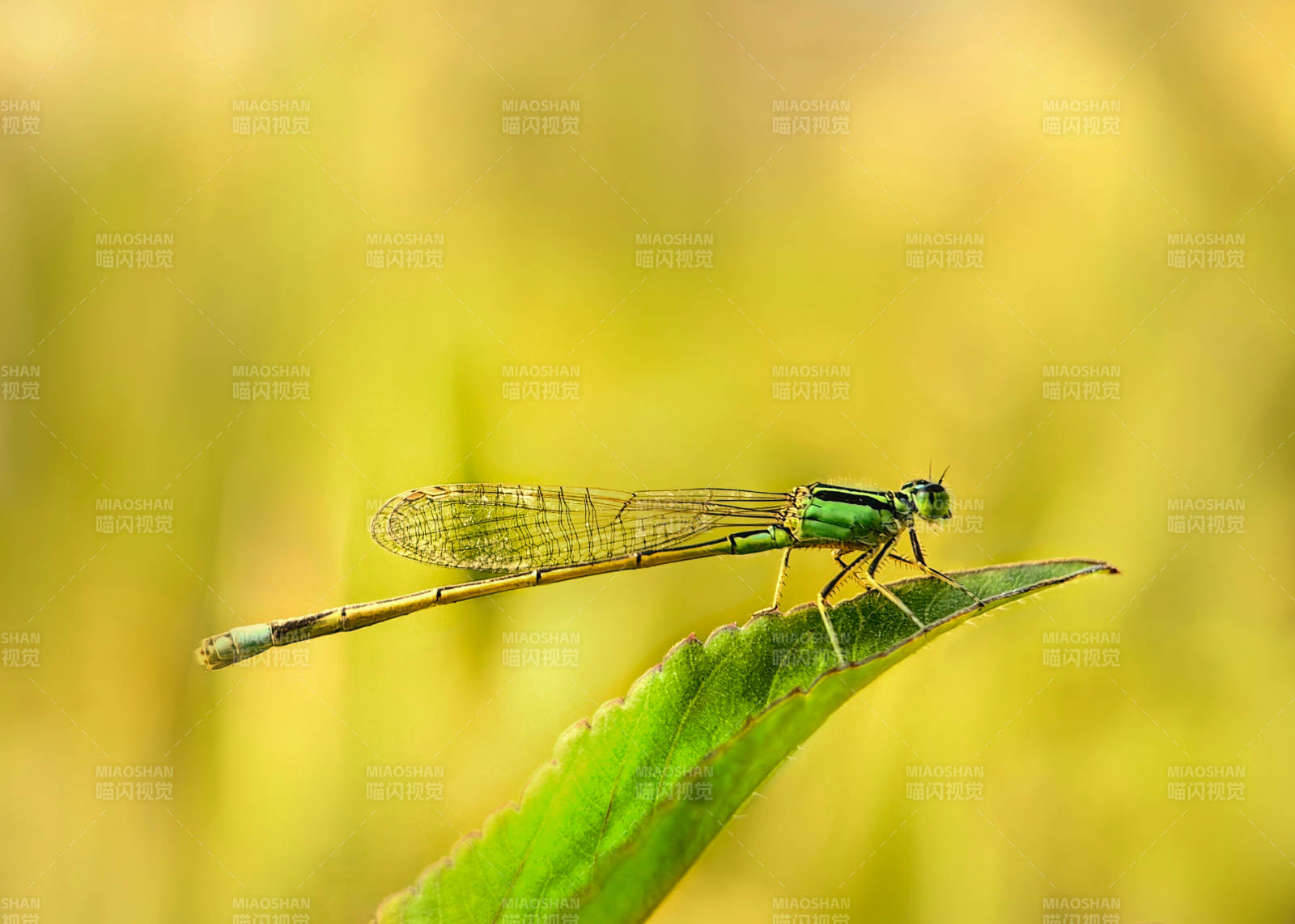 绿蜻蜓栖叶尖图片