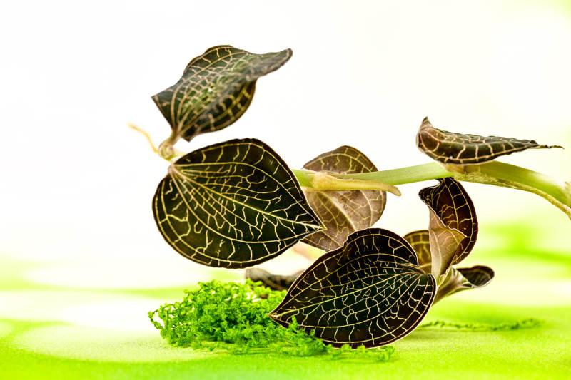 珍稀草本植物金线莲特写图片