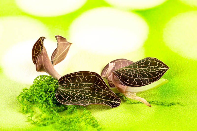 珍稀草本植物金线莲特写图片