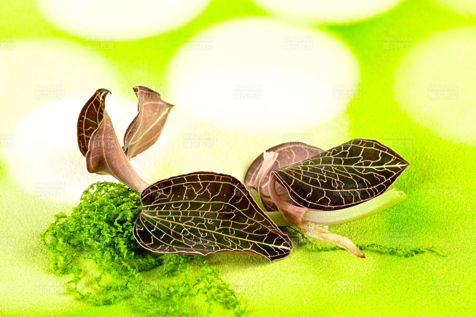 珍稀草本植物金线莲特写图片