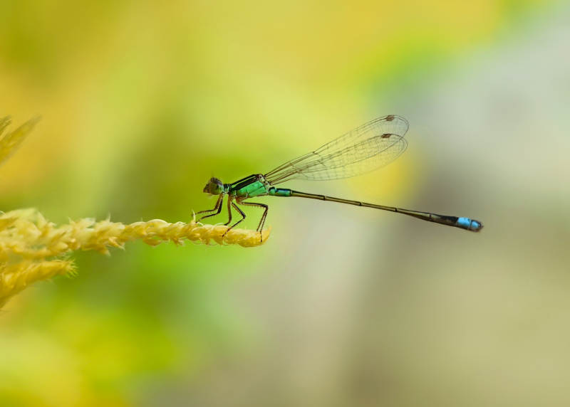 翠色蜻蜓栖花枝图片
