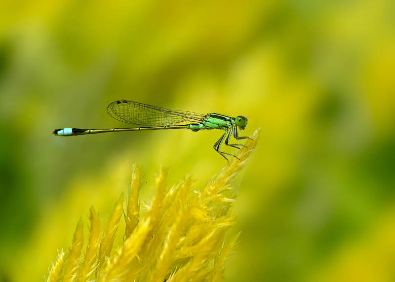 绿蜻蜓栖花尖图片