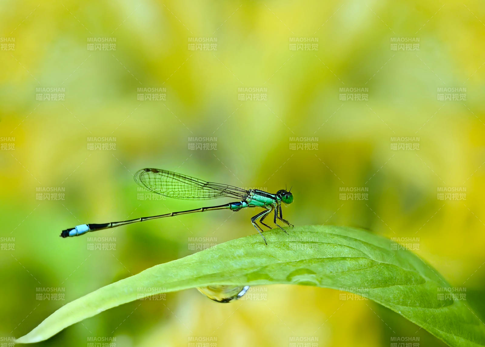 翠色蜻蜓栖叶尖图片