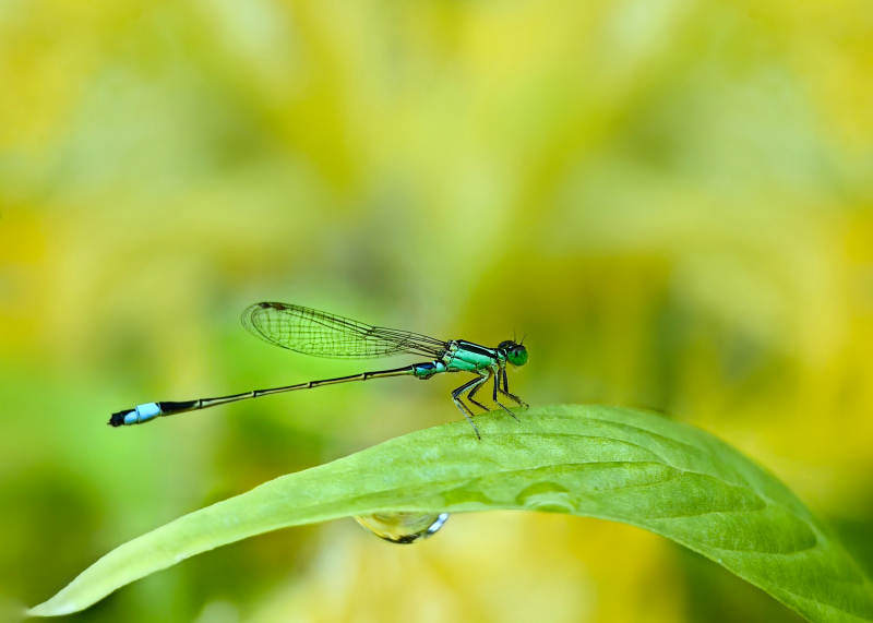 翠色蜻蜓栖叶尖图片