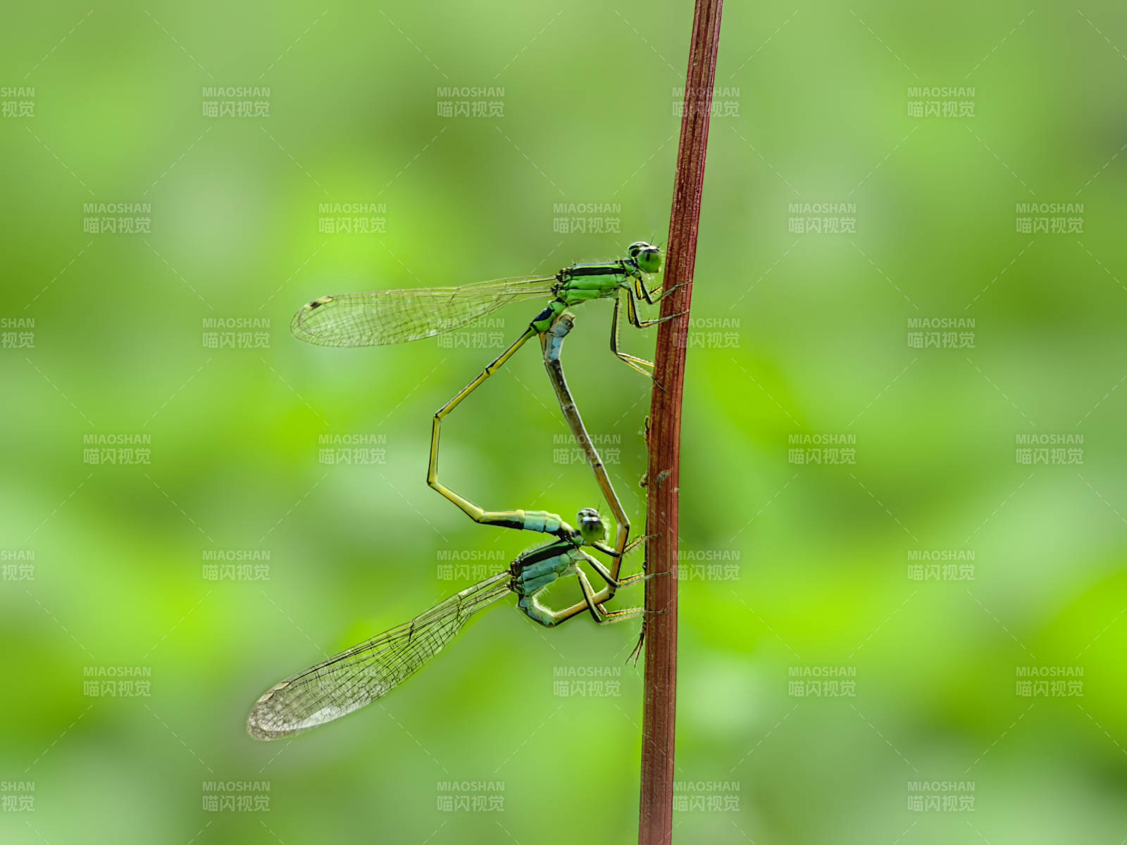 蜻蜓交配瞬间图片