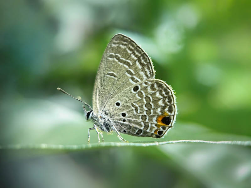 蓝灰蝶栖息叶上图片