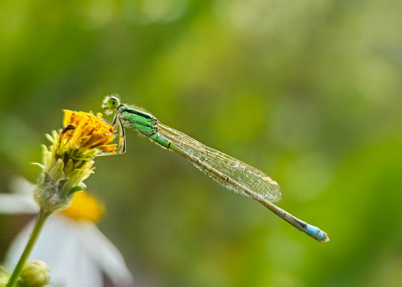 蜻蜓栖花 绿意盎然图片