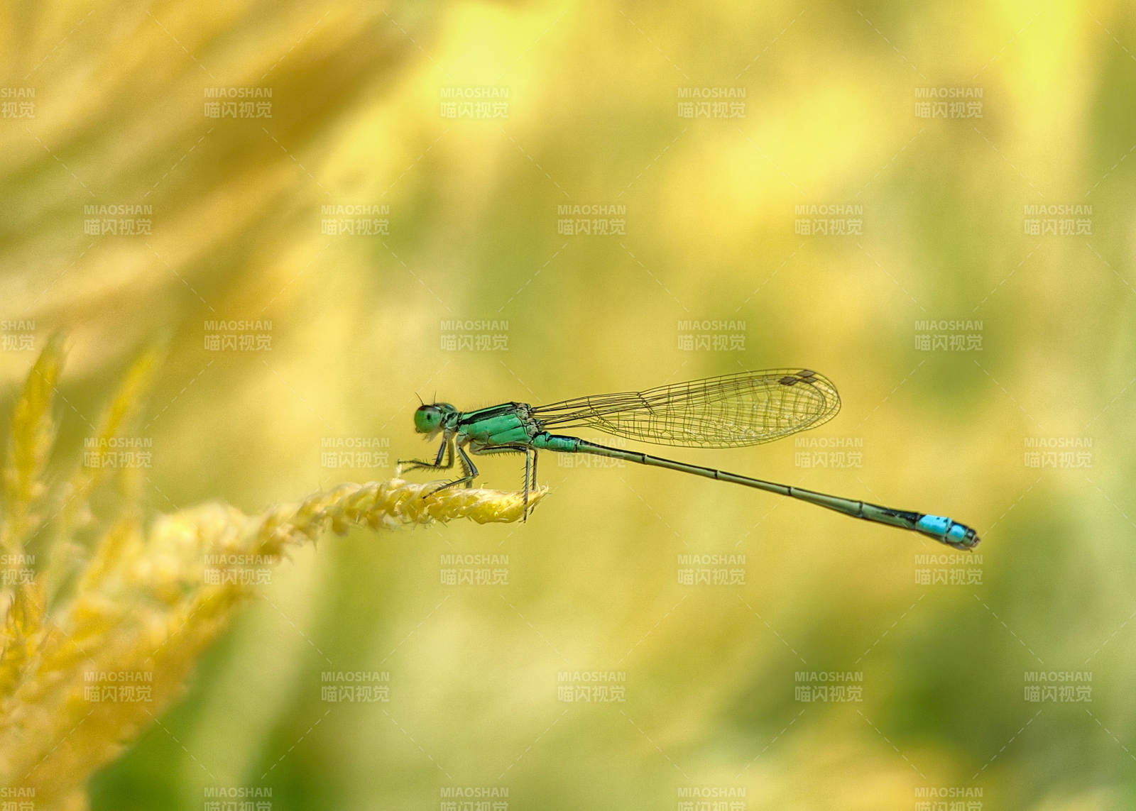 翠色蜻蜓栖草尖图片
