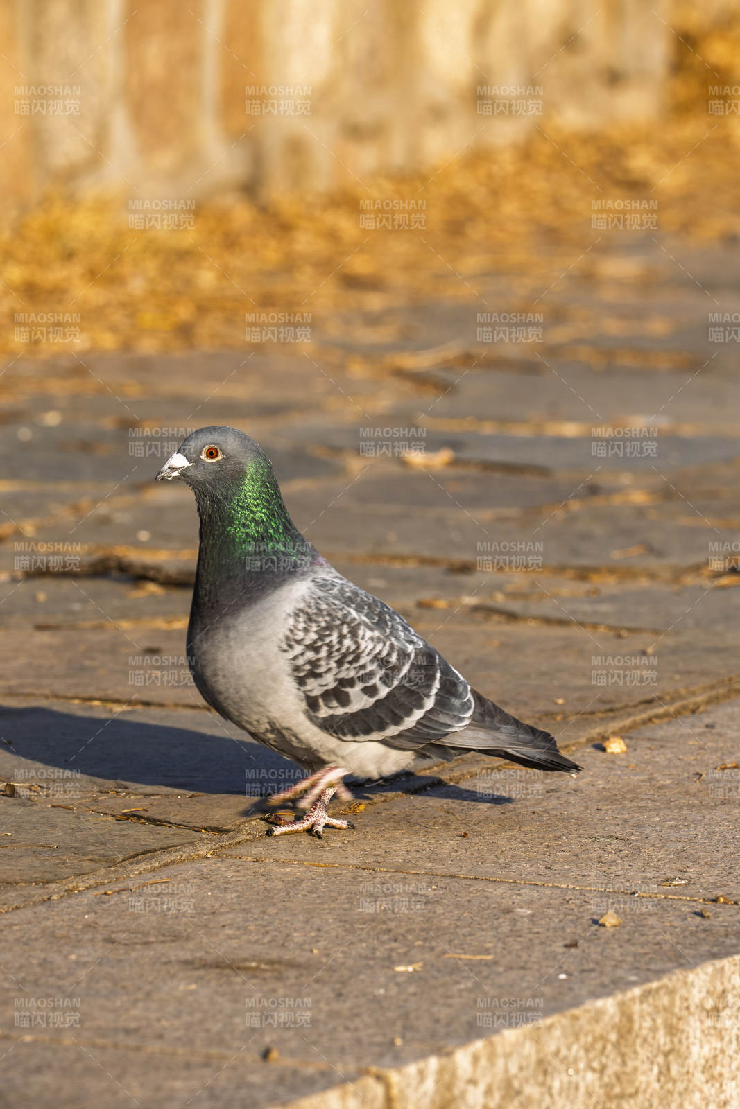 鸽子静立石板路图片