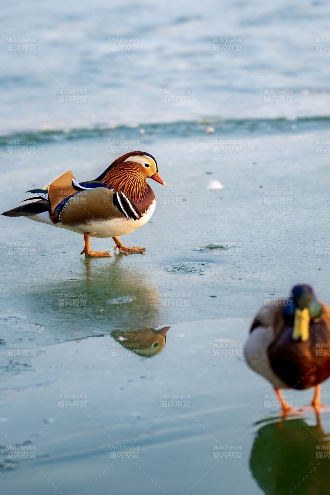 鸳鸯冰上觅食图片